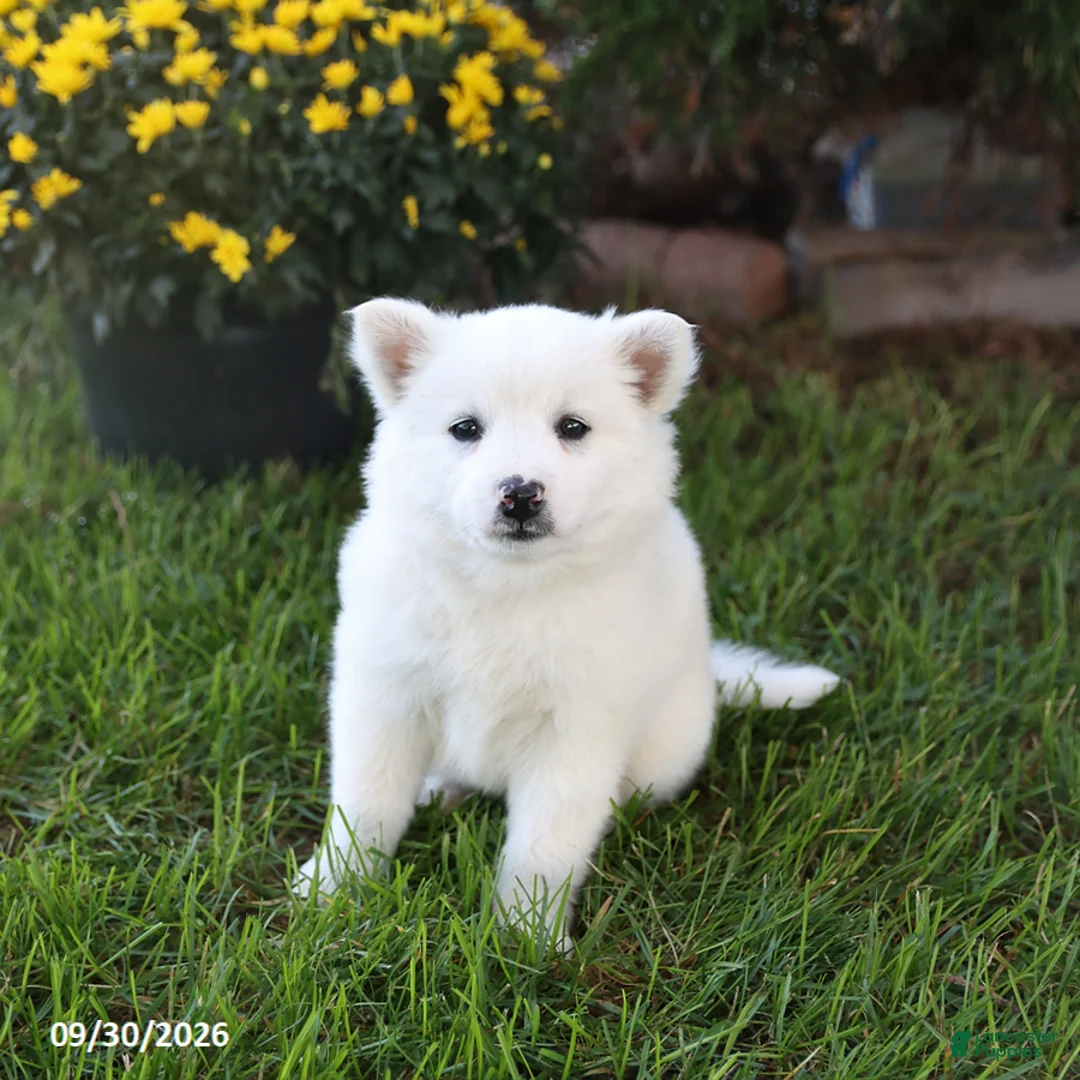 Mixed Breed dogs for sale: Fluffy - Ad 3