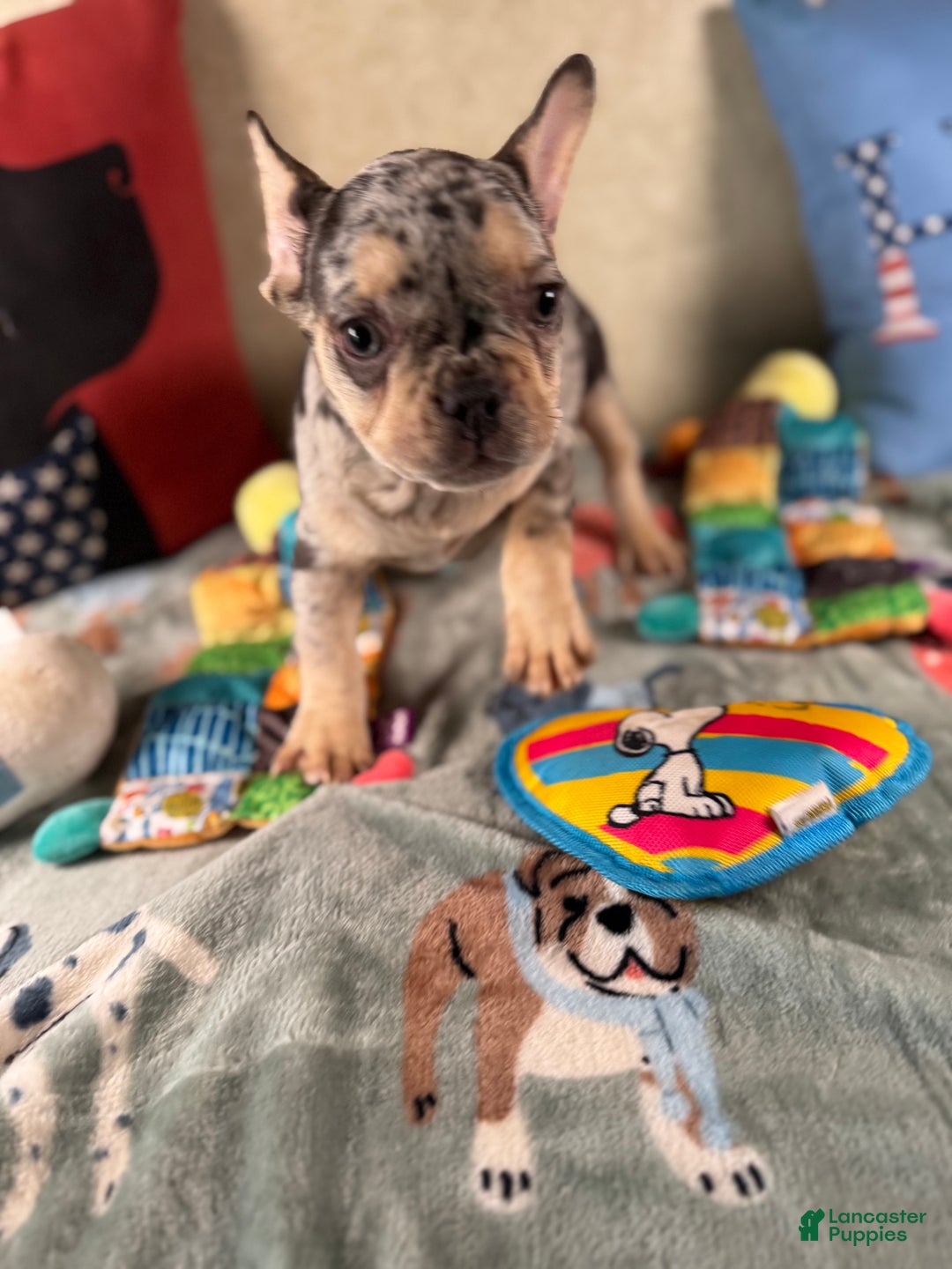 French Bulldog dogs for sale: French Bulldog Puppy 2 - Ad 1