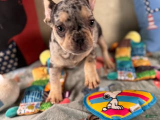 French Bulldog dogs French Bulldog Puppy 2 - Ad 18