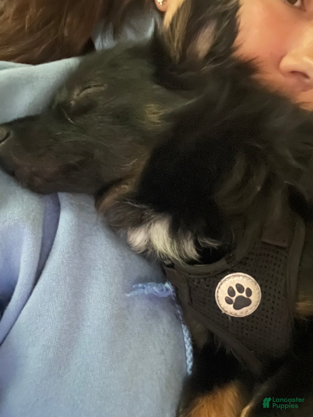 Pomeranian dogs for stud: Jackie - Ad 2