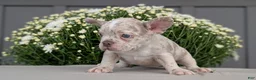 Frenchton dogs for sale: Stella - Ad 6