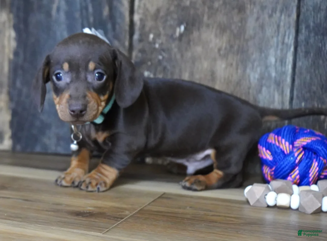 Miniature Dachshund dogs for sale: Burke - Ad 1