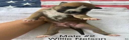 American Bulldog dogs for sale: Willie Nelson/ Male #2 - Ad 4