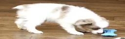 Toy Australian Shepherd dogs for sale: TOBY - RED MERLE - Ad 3