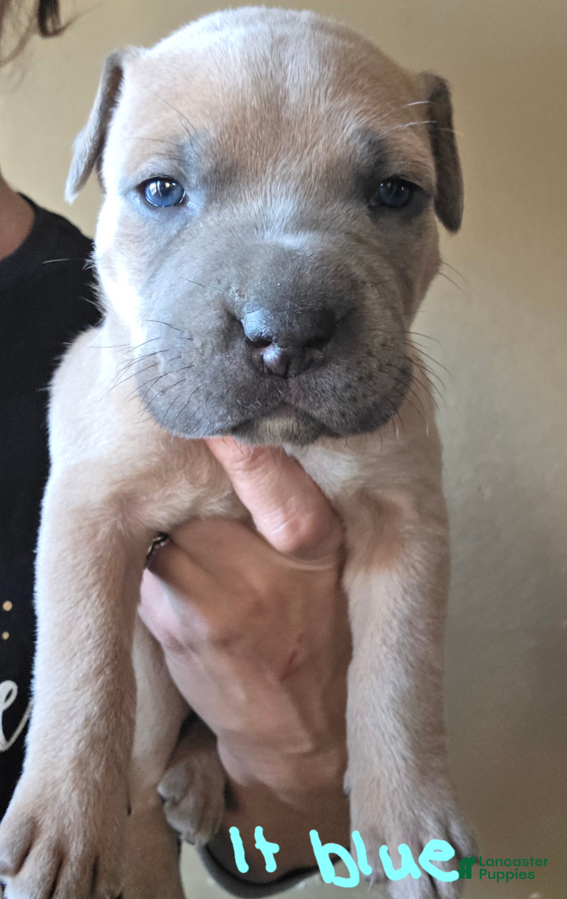 Mixed Breed dogs Helios - Ad 18