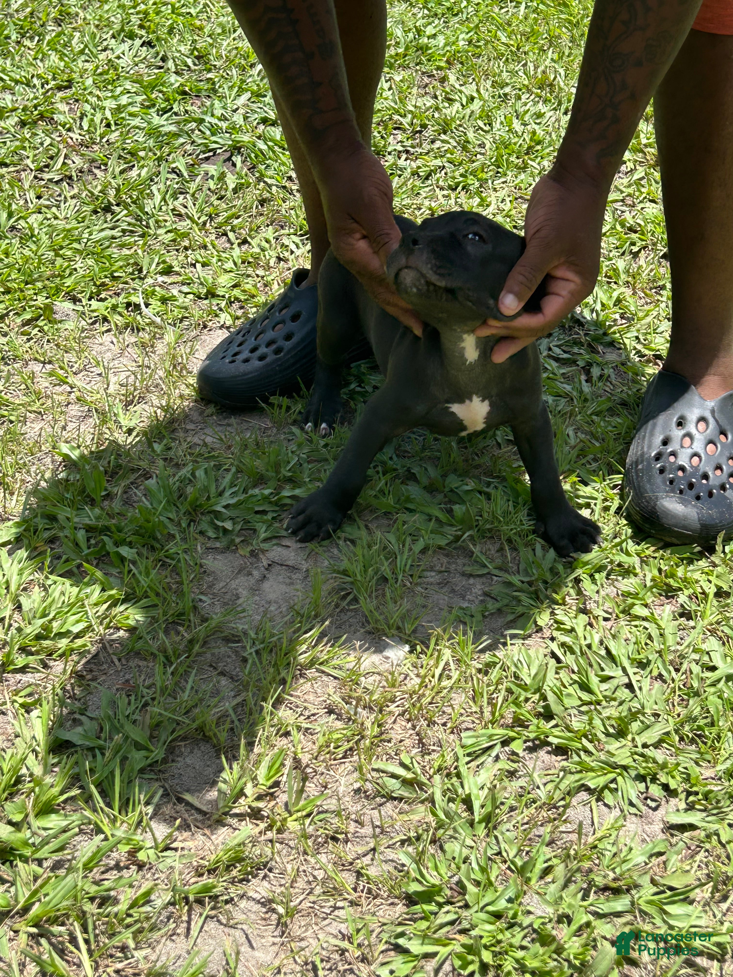 American Pit Bull Terrier dogs American Pit Bull Terrier 6 - Ad 18