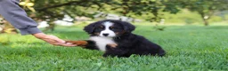 Miniature Bernese Mountain Dog dogs for sale: Kory - Ad 16