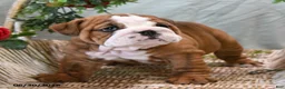 English Bulldog dogs for sale: Buster - Ad 5