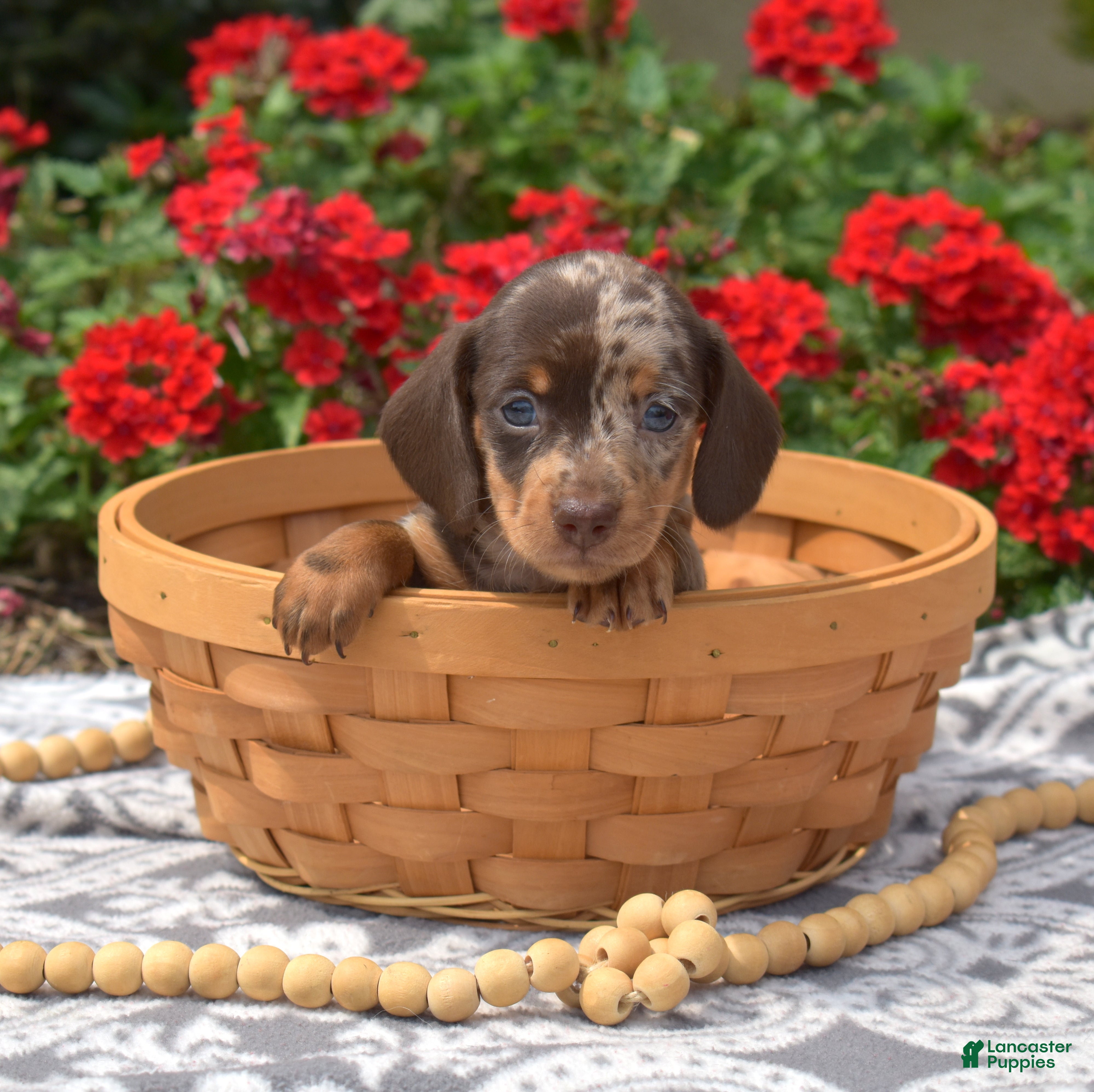 Miniature Dachshund dogs Stella  - Ad 1