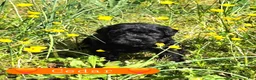 Giant Schnauzer dogs for sale: Giant Schnauzer Cedar - Ad 2