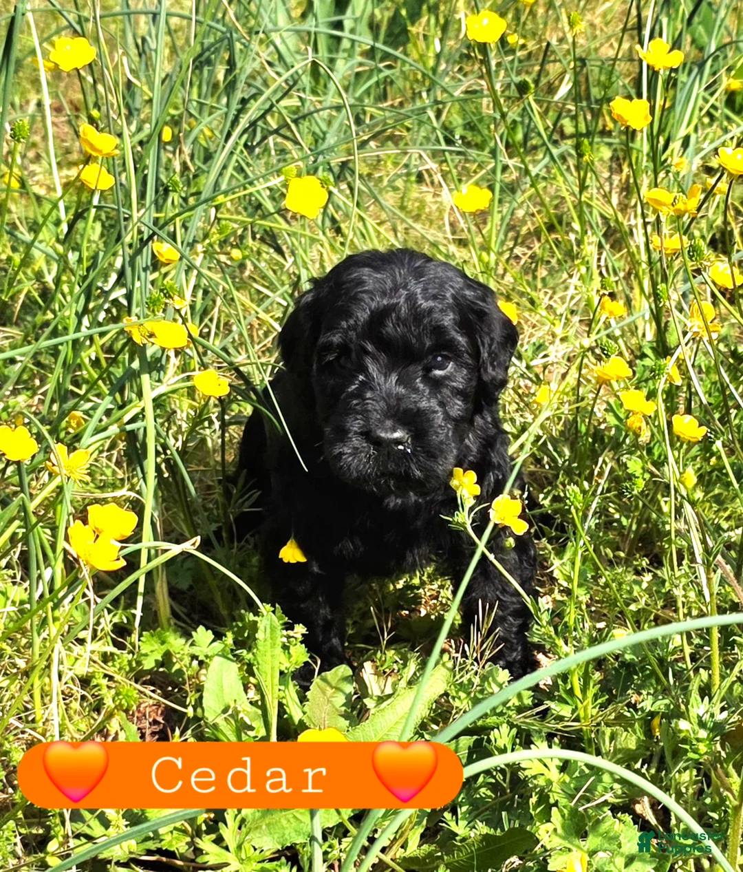 Giant Schnauzer dogs for sale: Giant Schnauzer Cedar - Ad 2