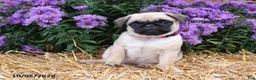 Pug dogs for sale: Fall - Ad 2