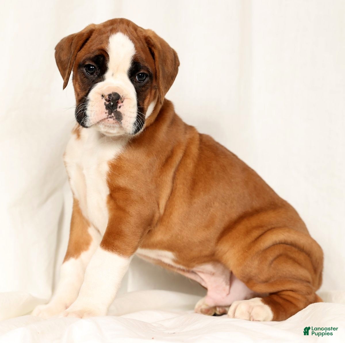 Boxer dogs Sultan - Ad 1