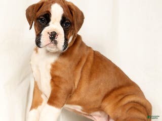 Boxer dogs Sultan - Ad 6