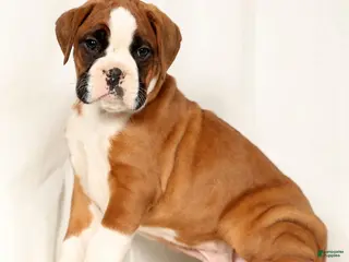 Boxer dogs Sultan - Ad 3