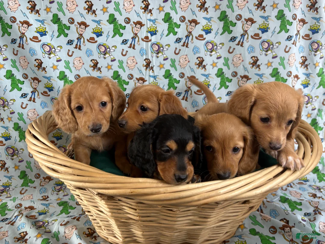 Miniature Dachshund dogs for sale: Woody - Ad 4