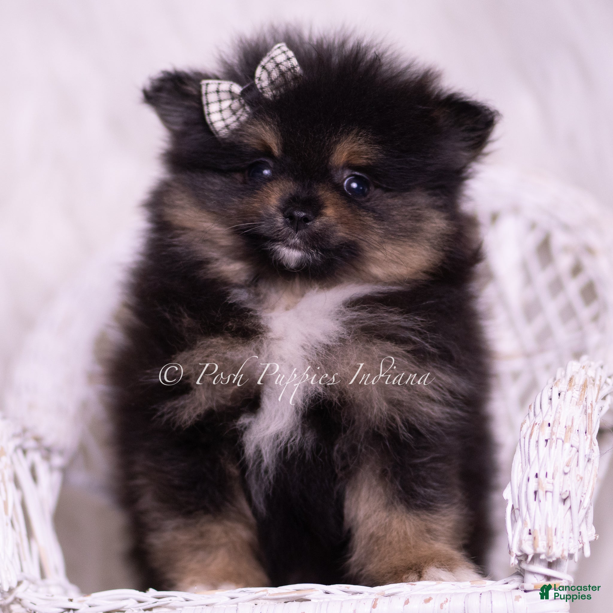 Pomeranian dogs Enzo - Ad 21