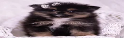 Pomeranian dogs for sale: Enzo - Ad 1