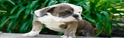 English Bulldog dogs for sale: Bella Female - Ad 3