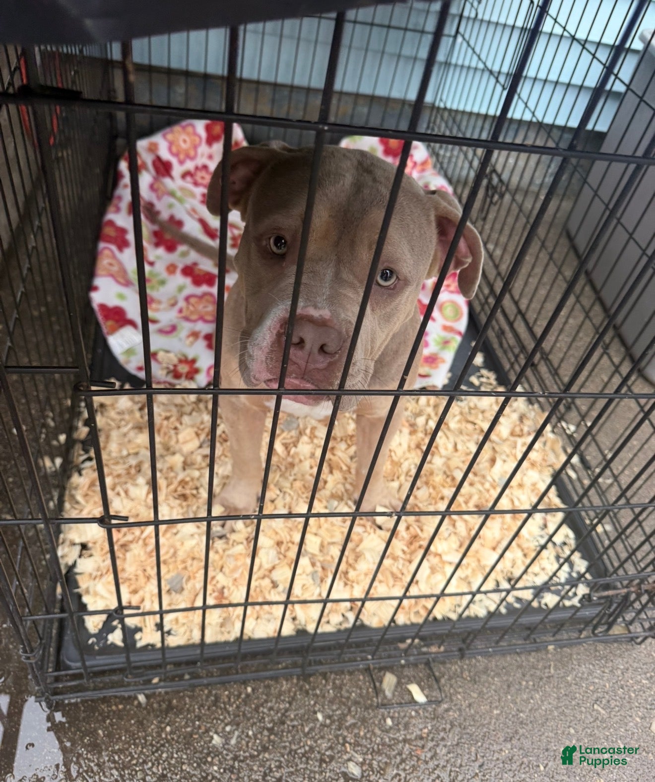 American Bully dogs American Bully 2 - Ad 10