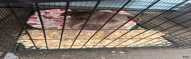 American Bully 2