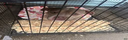 American Bully dogs for sale: American Bully 2 - Ad 1
