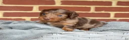 Miniature Dachshund dogs for sale: Truffle - Ad 5