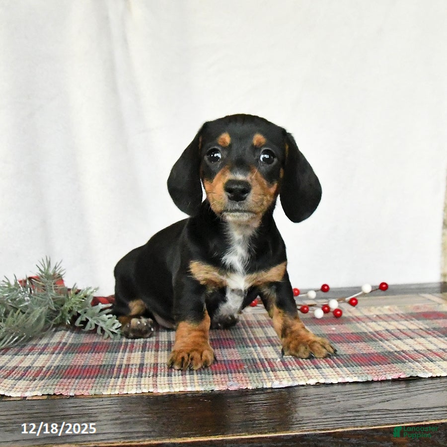 Miniature Dachshund dogs Lilac - Ad 6