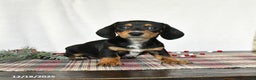 Miniature Dachshund dogs for sale: Lilac - Ad 1