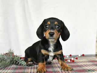 Miniature Dachshund dogs Lilac - Ad 6