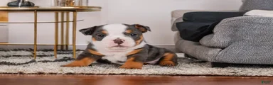 Bruno