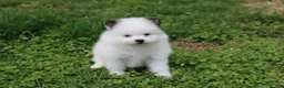 Pomeranian dogs for sale: Cosmo  - Ad 4