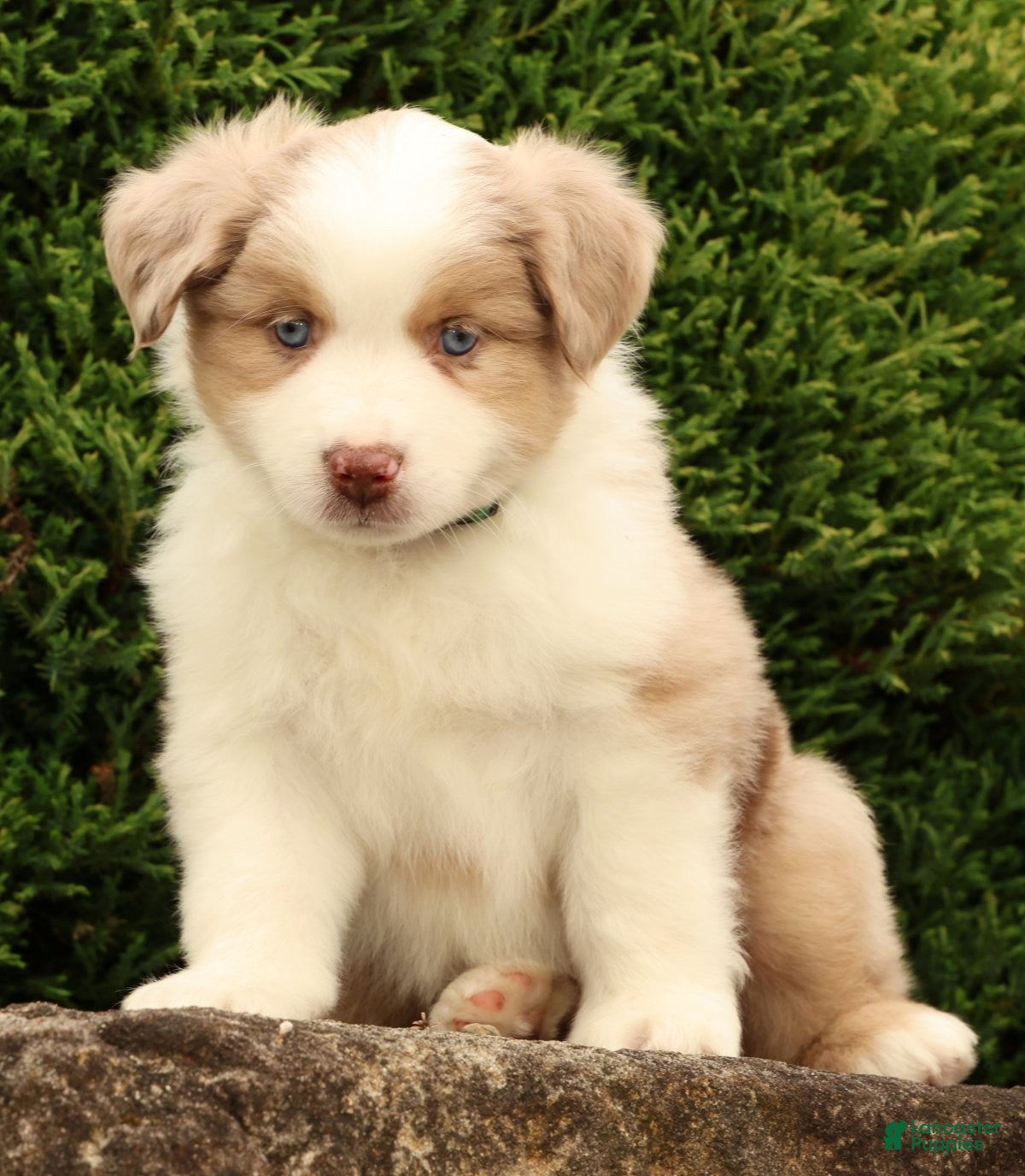 Miniature Australian Shepherd dogs Fraser - Ad 1