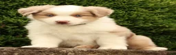 Miniature Australian Shepherd dogs for sale: Fraser - Ad 1