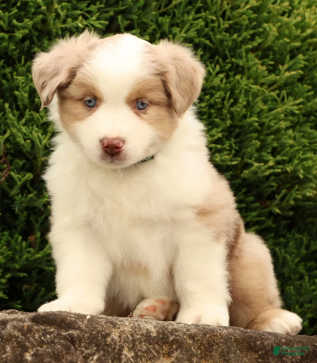 Miniature Australian Shepherd dogs for sale: Fraser - Ad 1