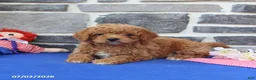 Mini Goldendoodle dogs for sale: Celia - Ad 5