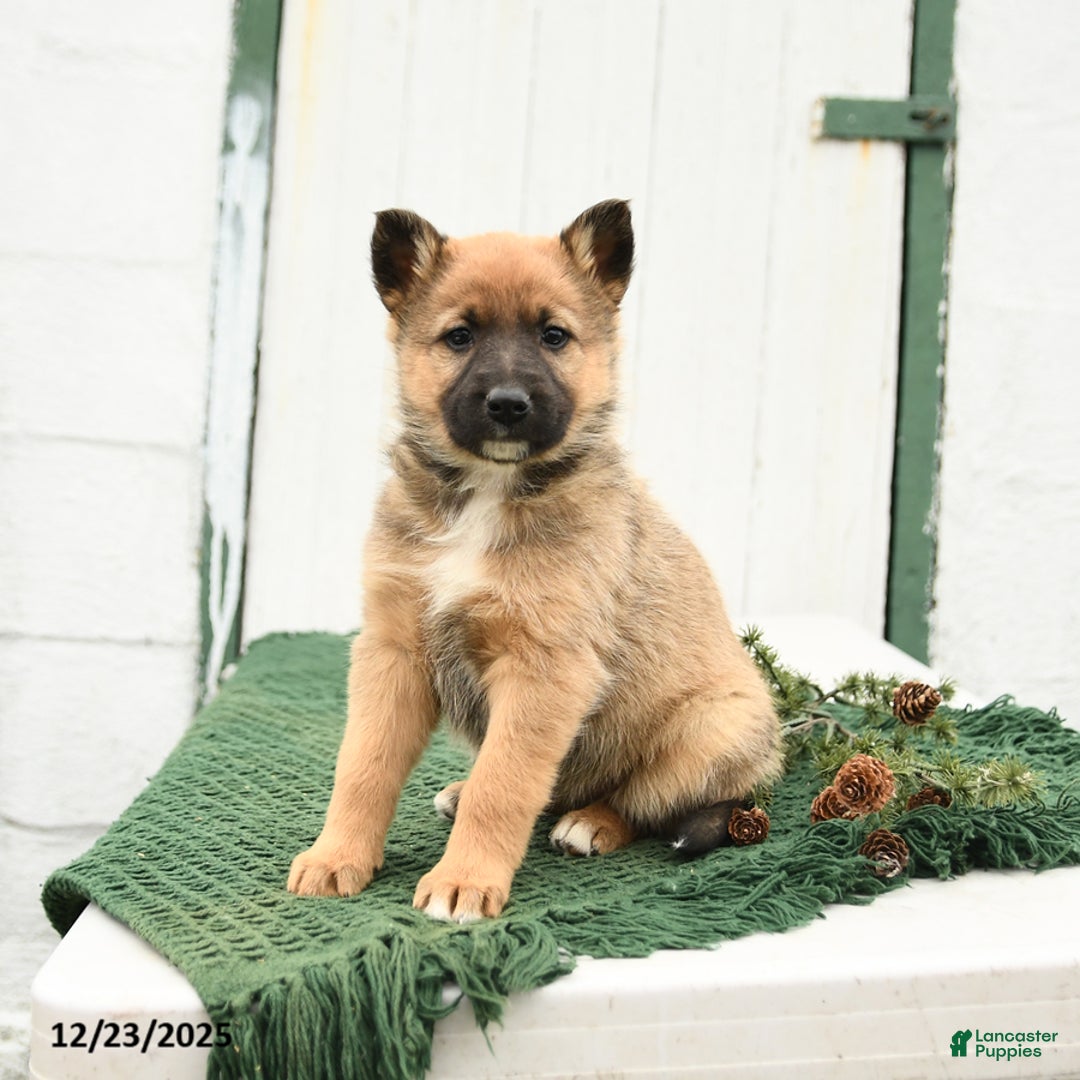 Mixed Breed dogs for sale: Beauty - Ad 3