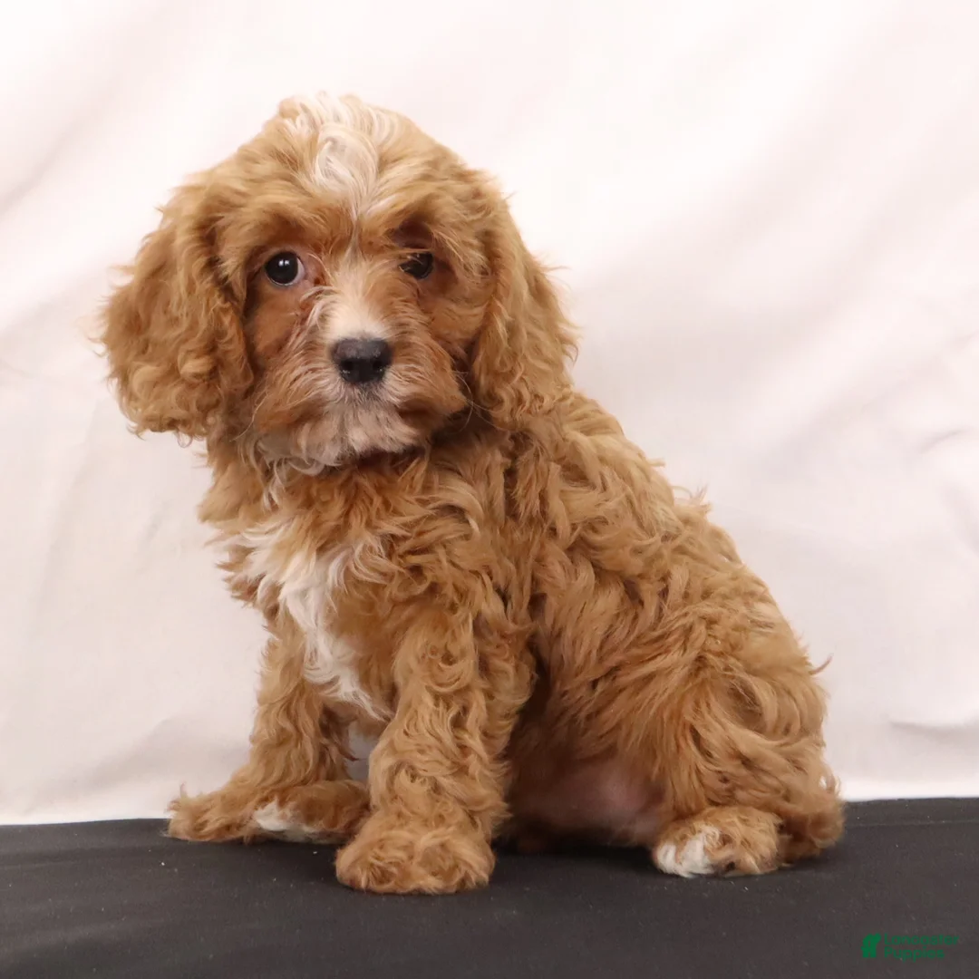 Cavapoo dogs for sale: Willie - Ad 6