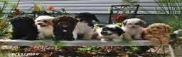 Cockapoo dogs for sale: Justin - Ad 3