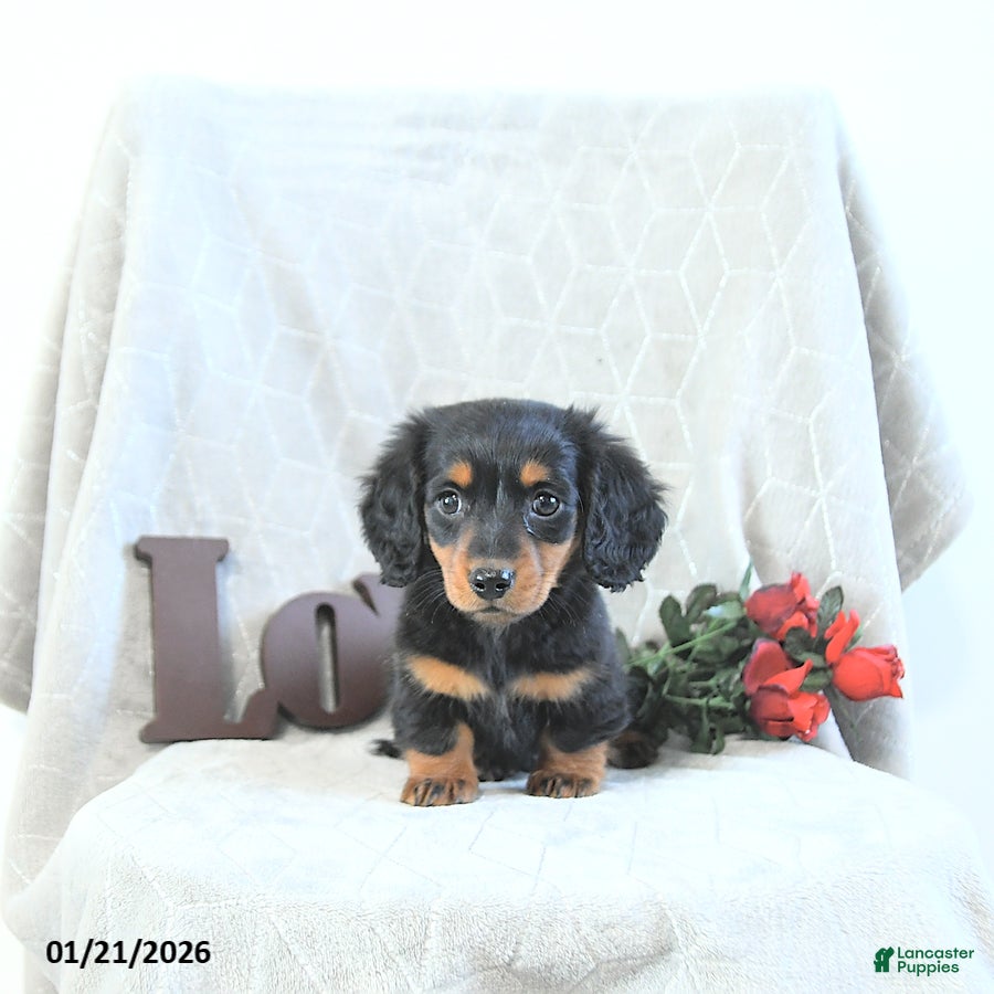 Miniature Dachshund dogs Milo - Ad 3