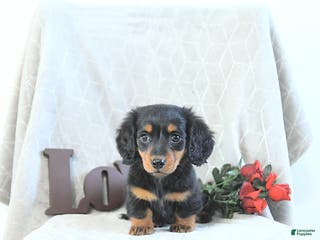 Miniature Dachshund dogs Milo - Ad 3