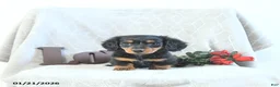 Miniature Dachshund dogs for sale: Milo - Ad 1