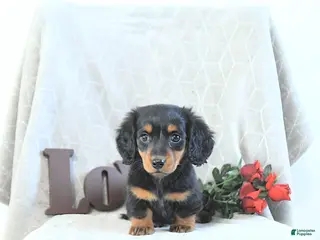 Miniature Dachshund dogs Milo - Ad 10