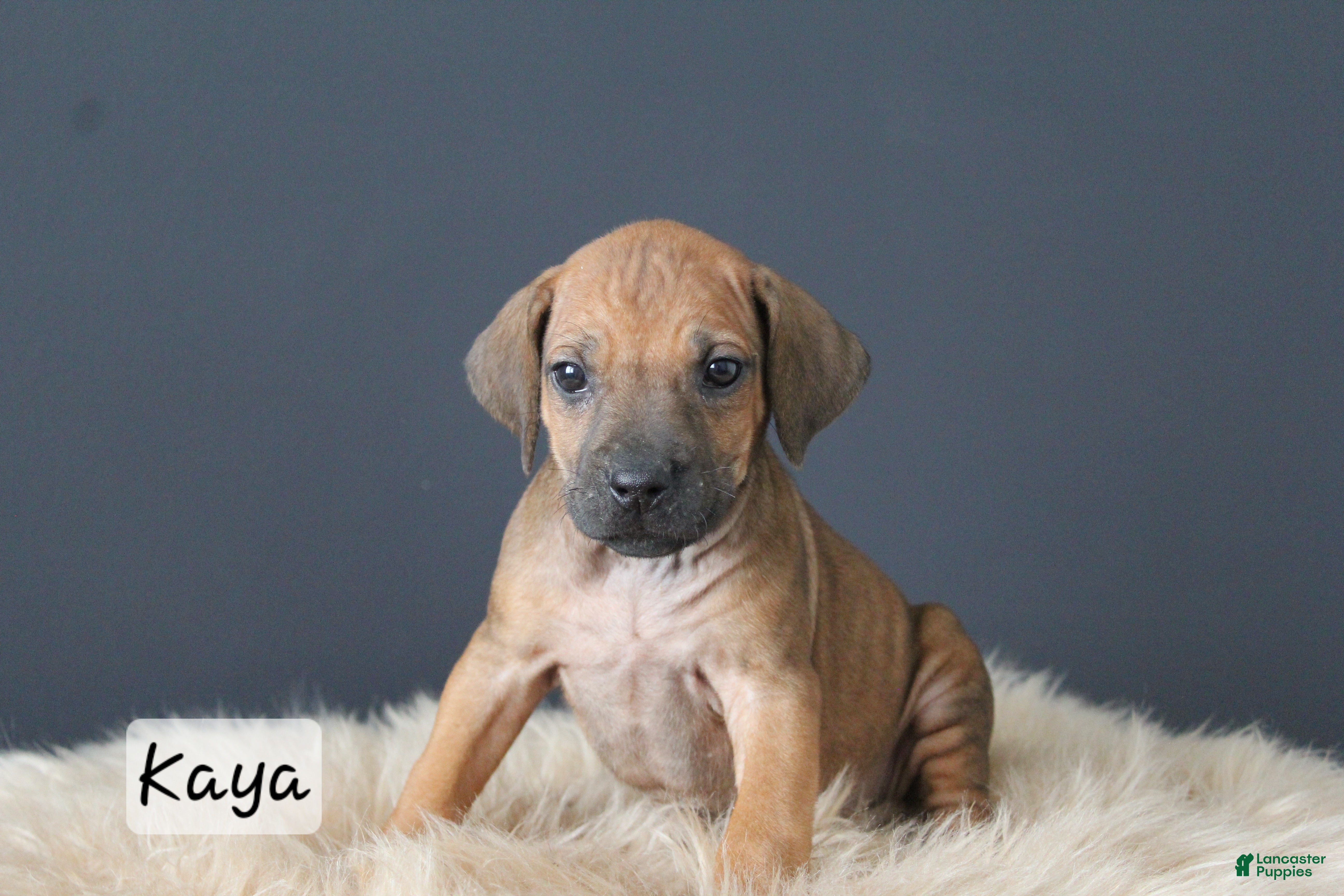 Rhodesian Ridgeback dogs Kaya - Ad 1