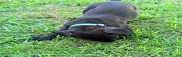 Cane Corso dogs for sale: Ketch AKC orange/teal collar - Ad 10