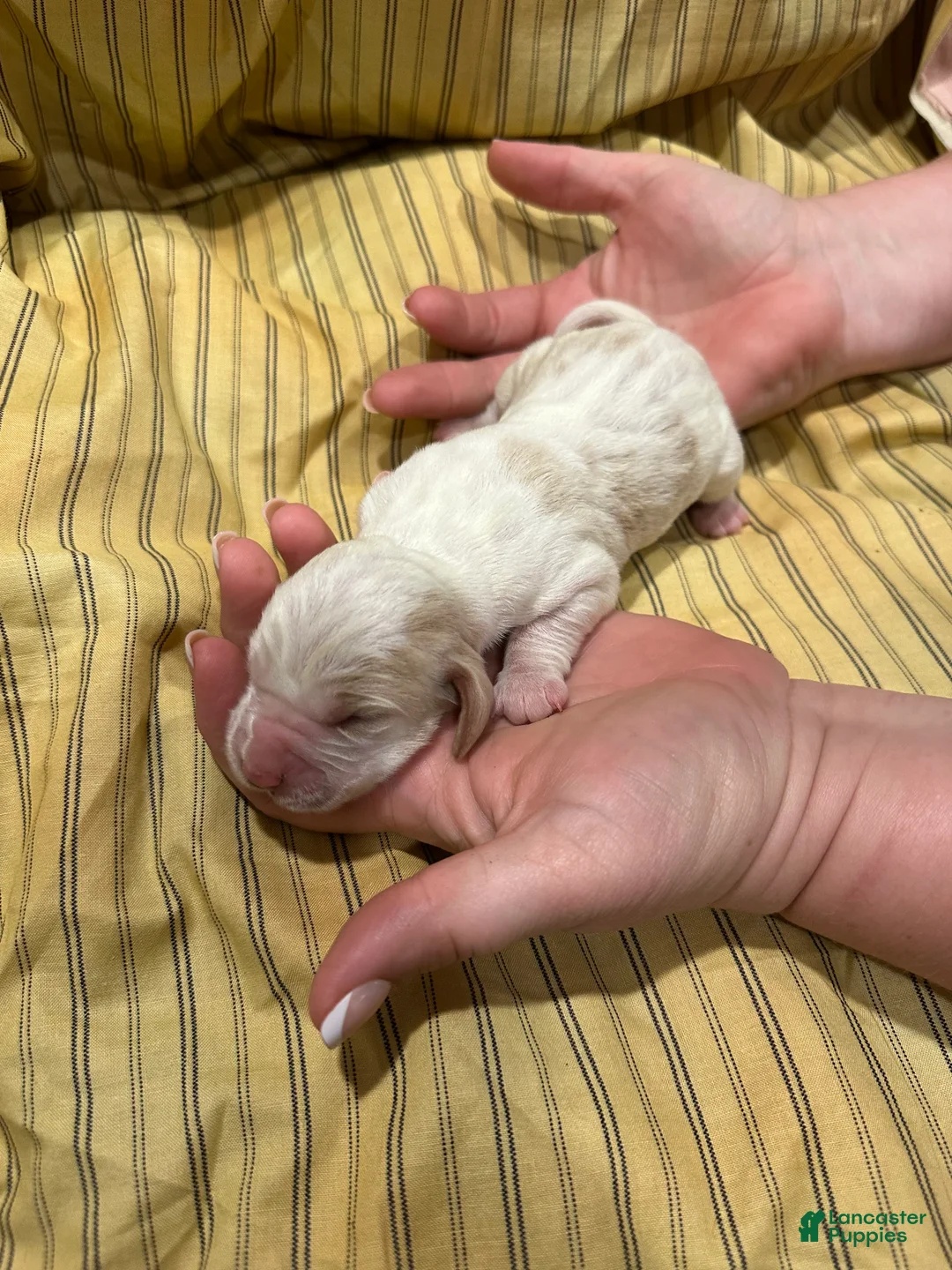 Basset Hound dogs for sale: Girl 1 - Ad 1