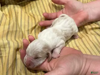 Basset Hound dogs Girl 1 - Ad 5