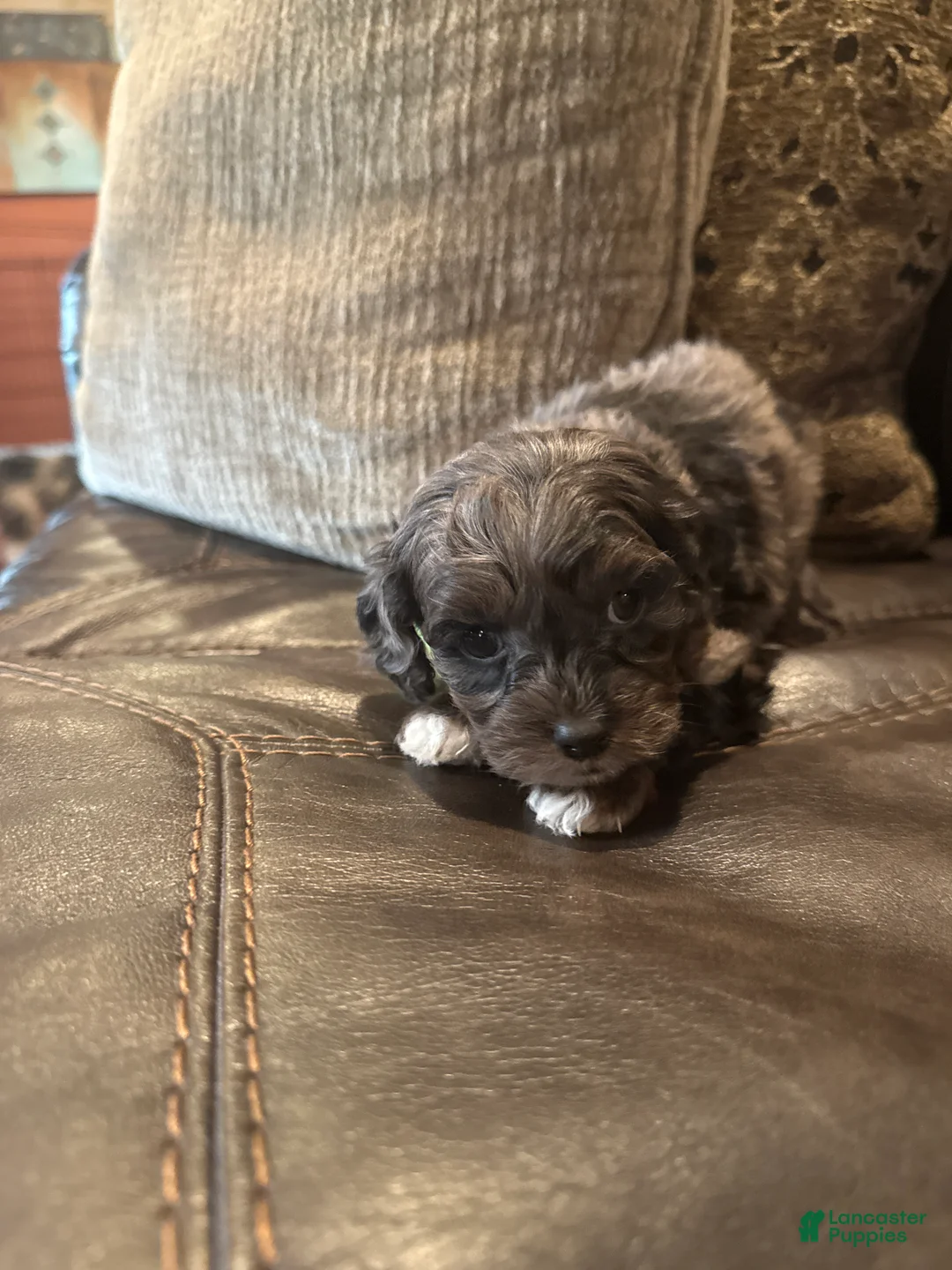 Cockapoo dogs for sale:  Barbie - Ad 2