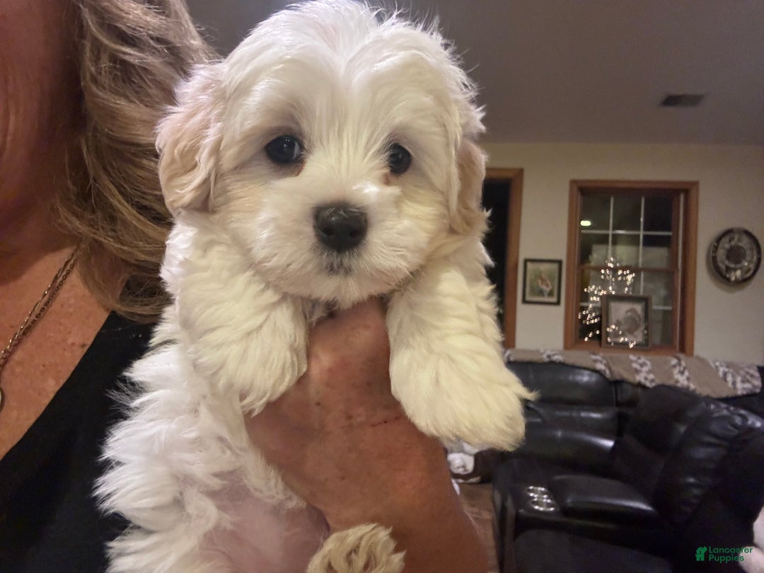 Coton De Tulear dogs for sale: Coton De Tulear Puppy 1.   Hanna - Ad 4