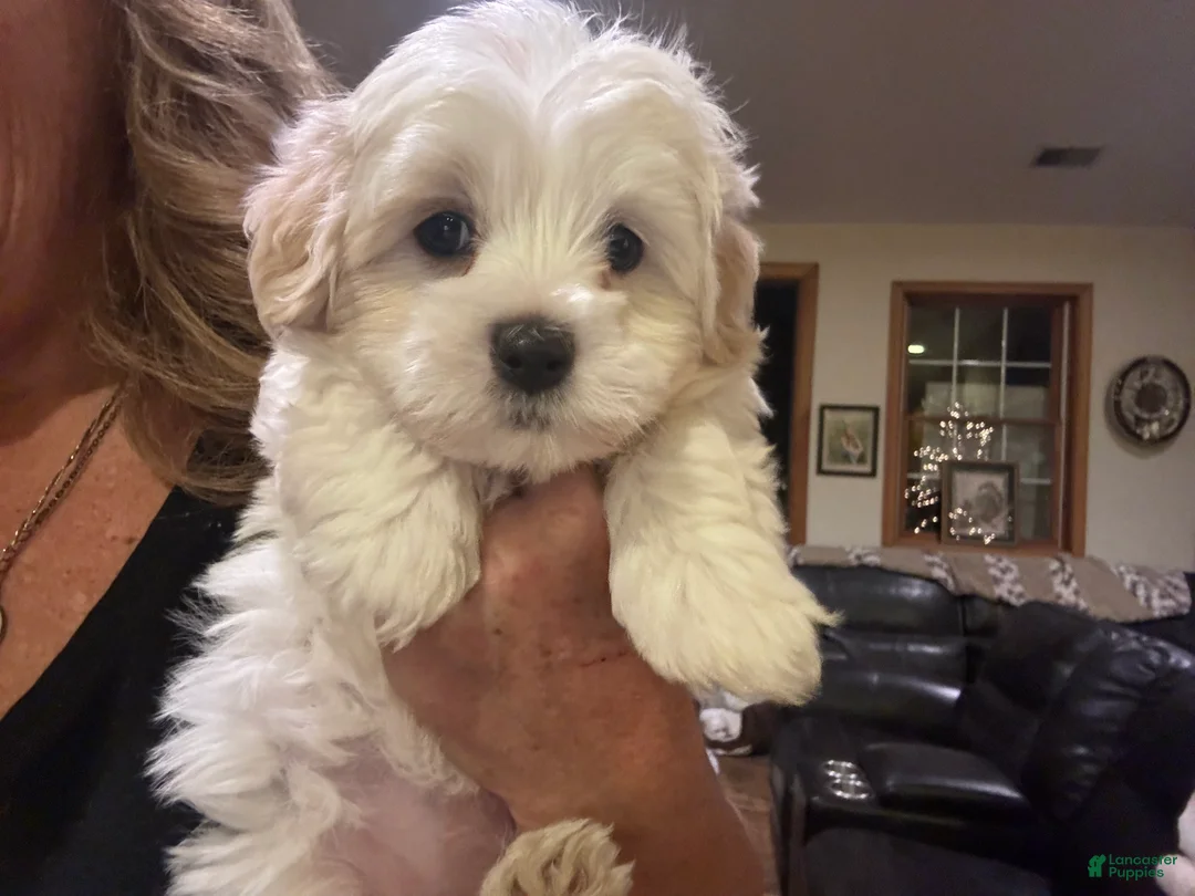 Coton De Tulear dogs for sale: Coton De Tulear Puppy 1.   Hanna - Ad 4